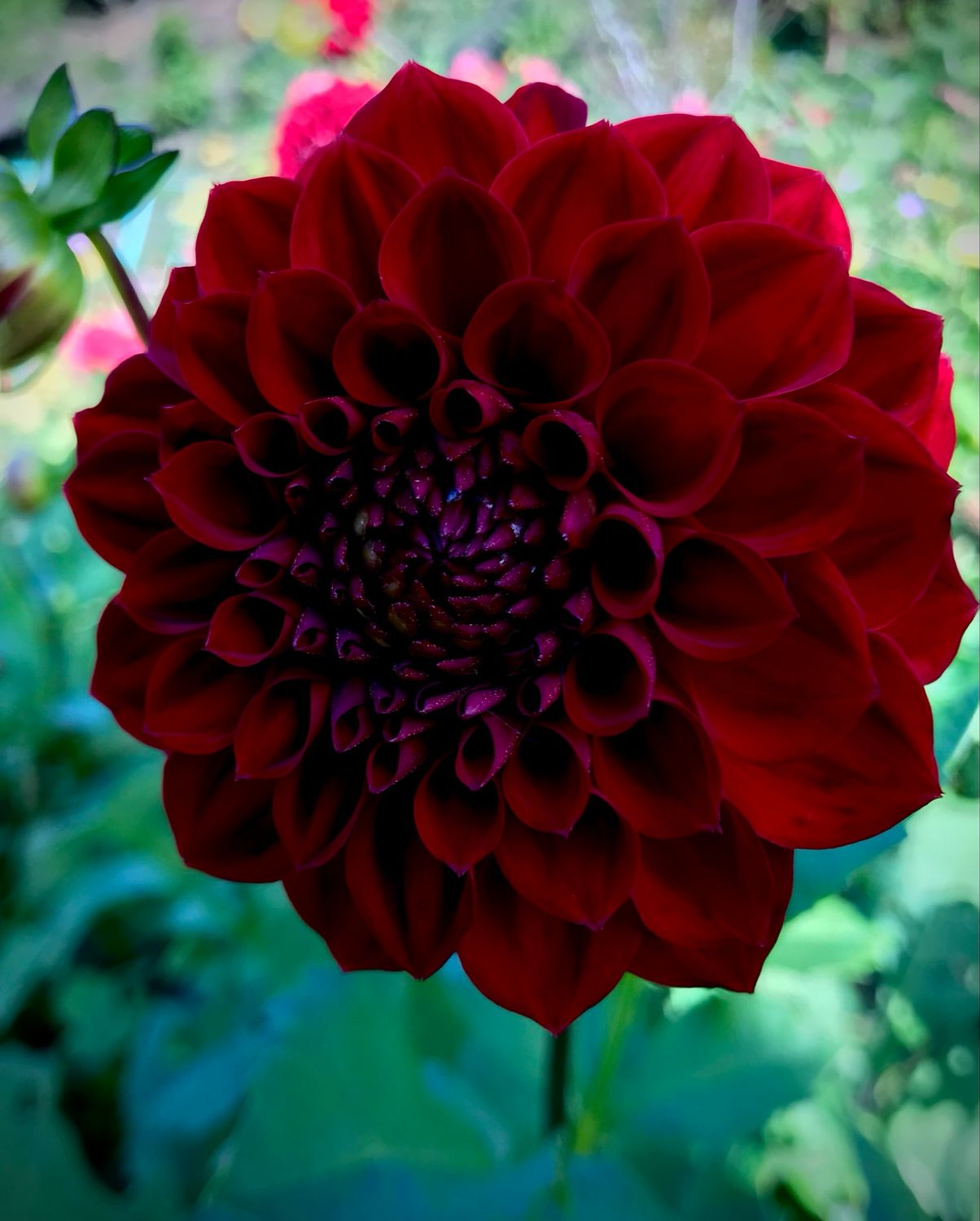 Dahlia ‘Shadow Cat’