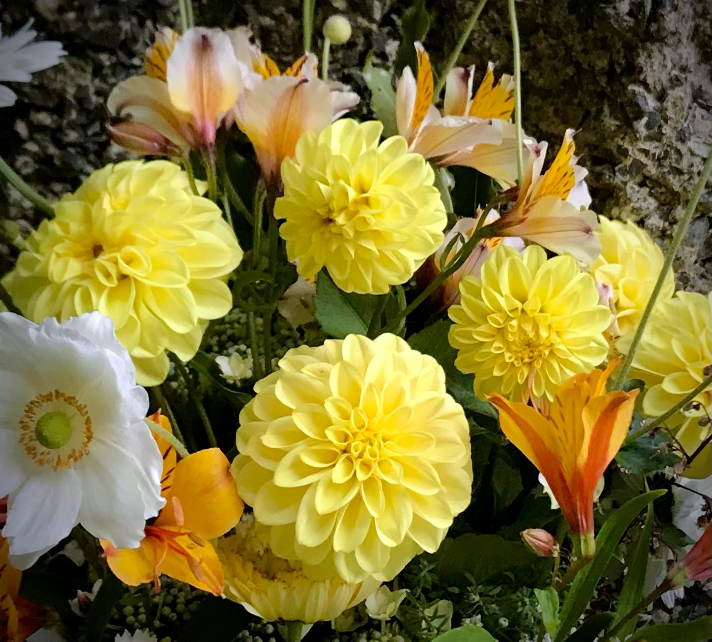 Dahlia Lemon Decorative
