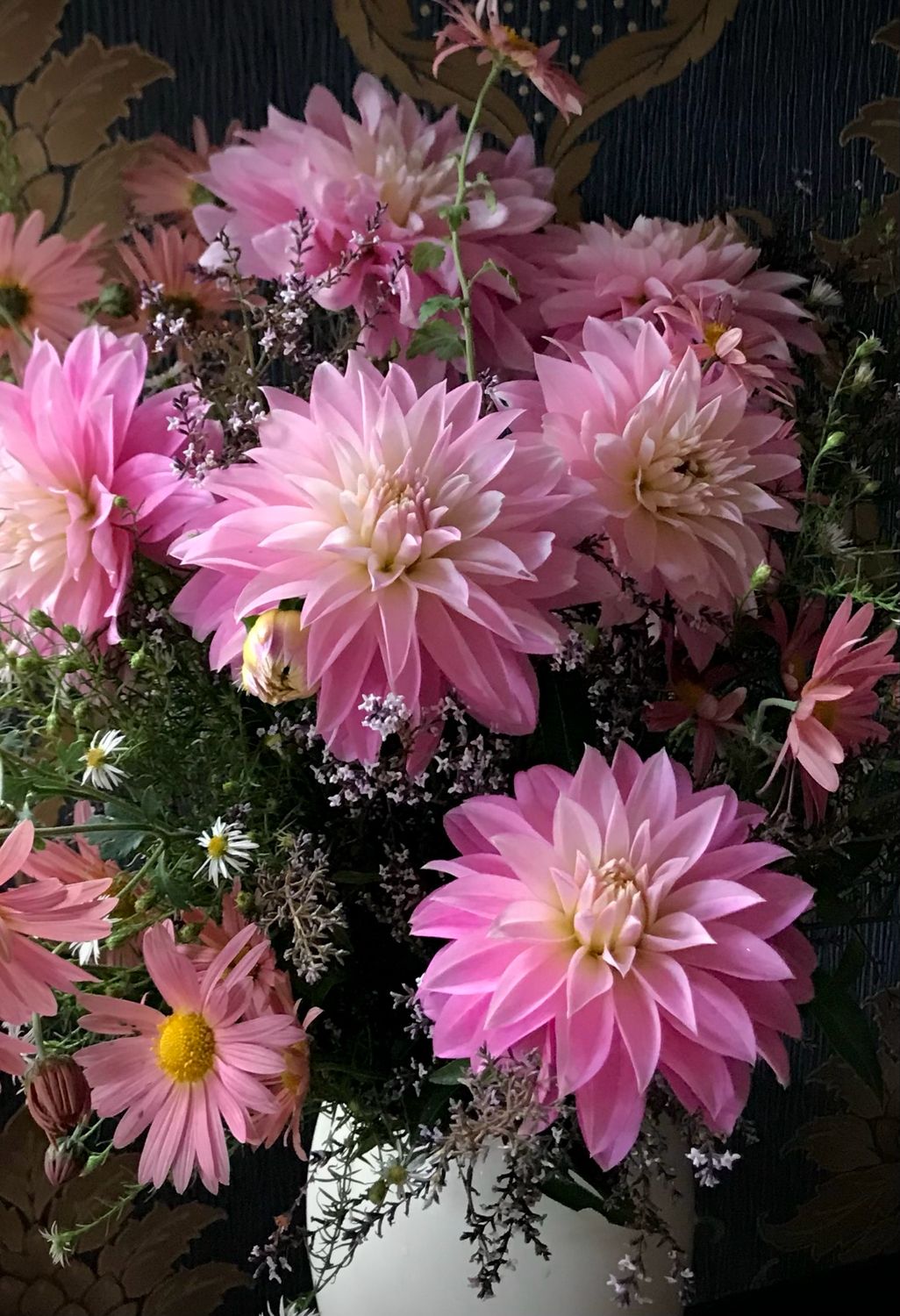 Dahlia ‘Alloway Candy’