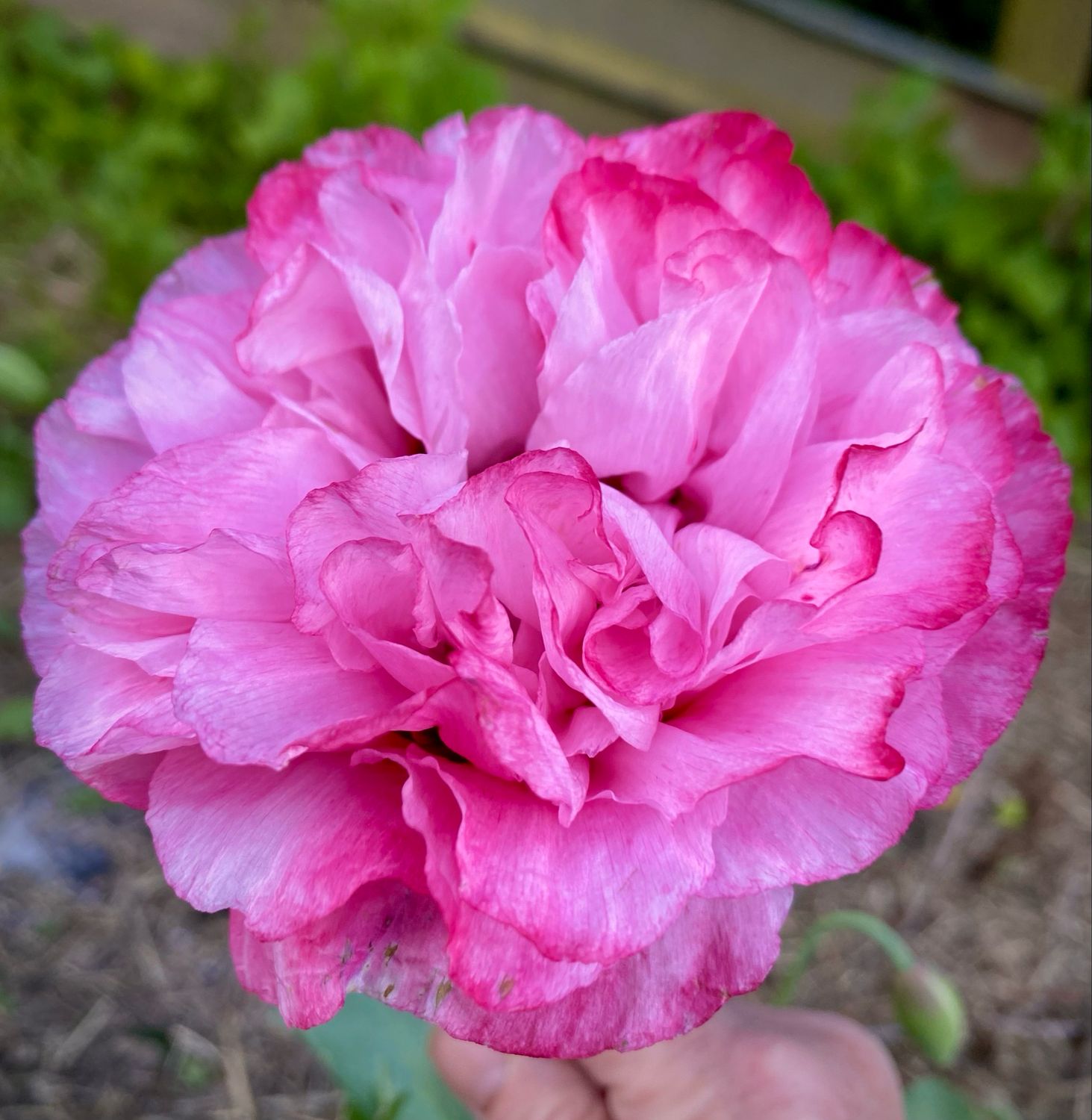 Peony Poppy Pink
