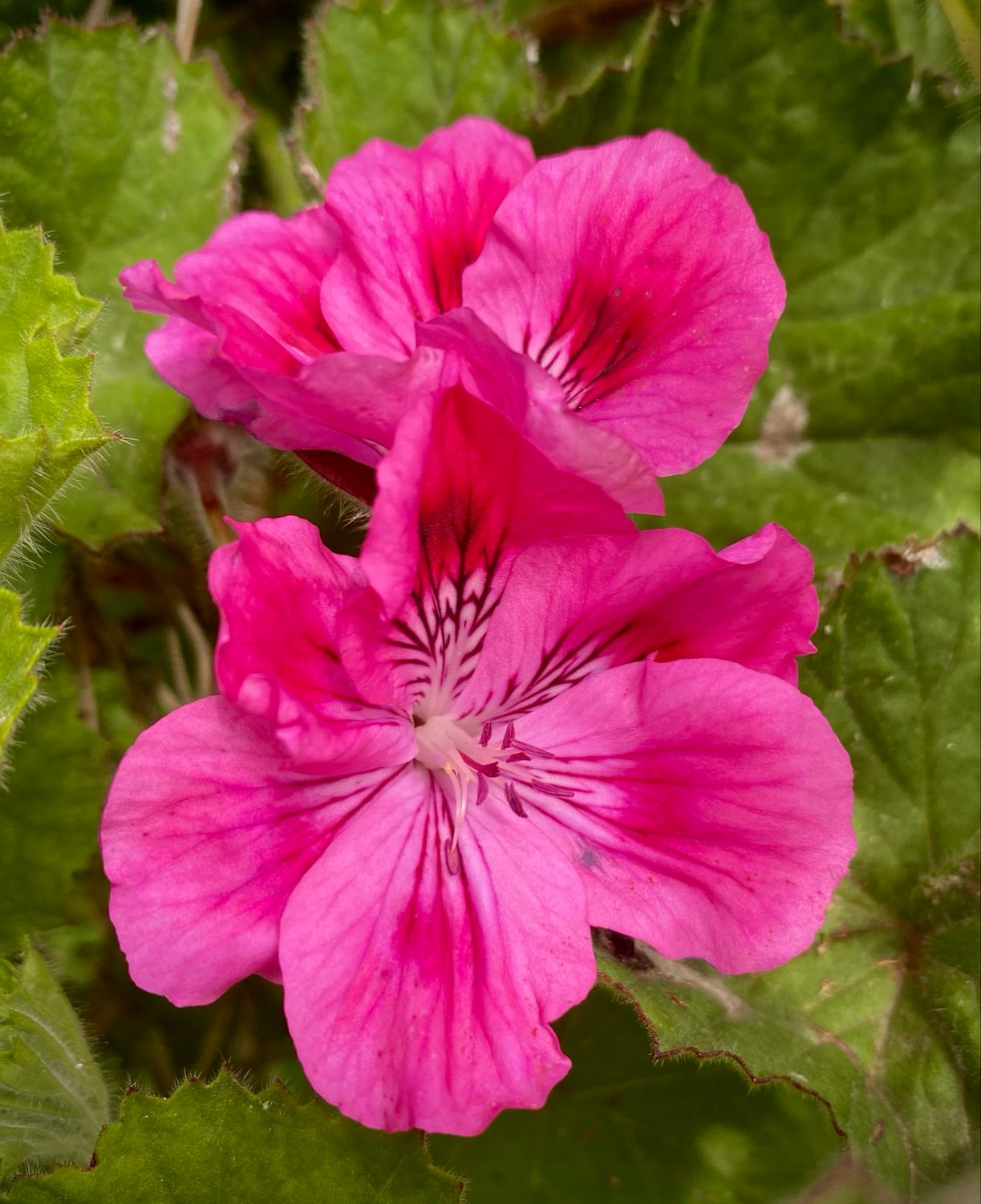 Pelargonium cucullatum