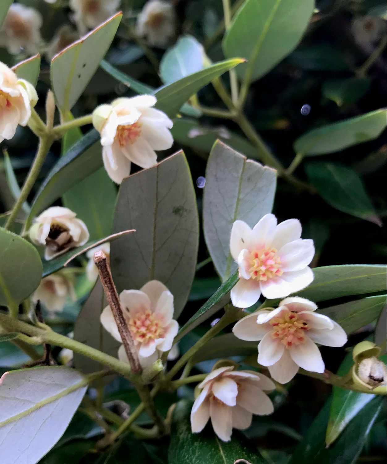 Atherosperma moschatum ( Smaller Grade)