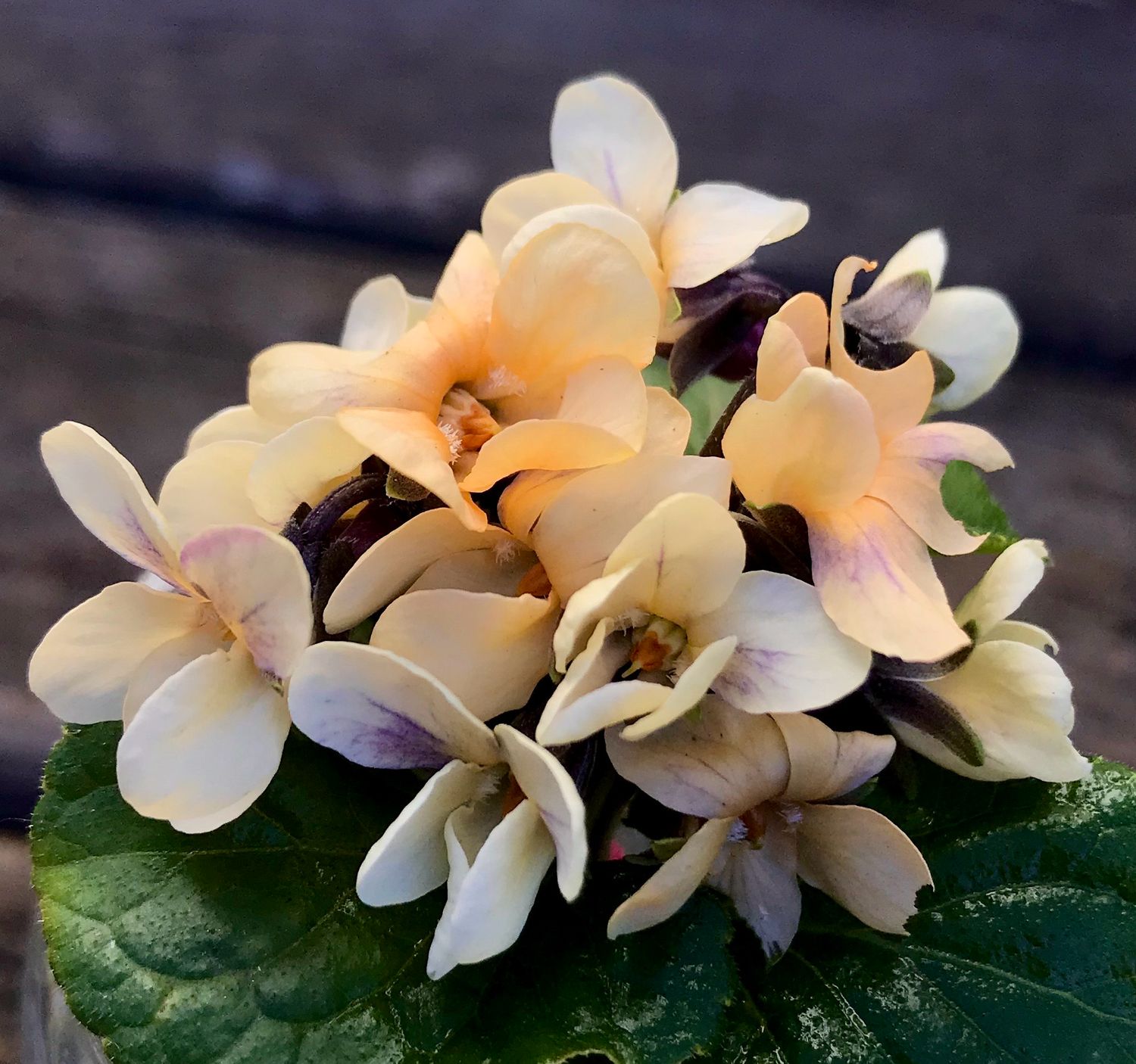 Violet ‘Irish Elegance’