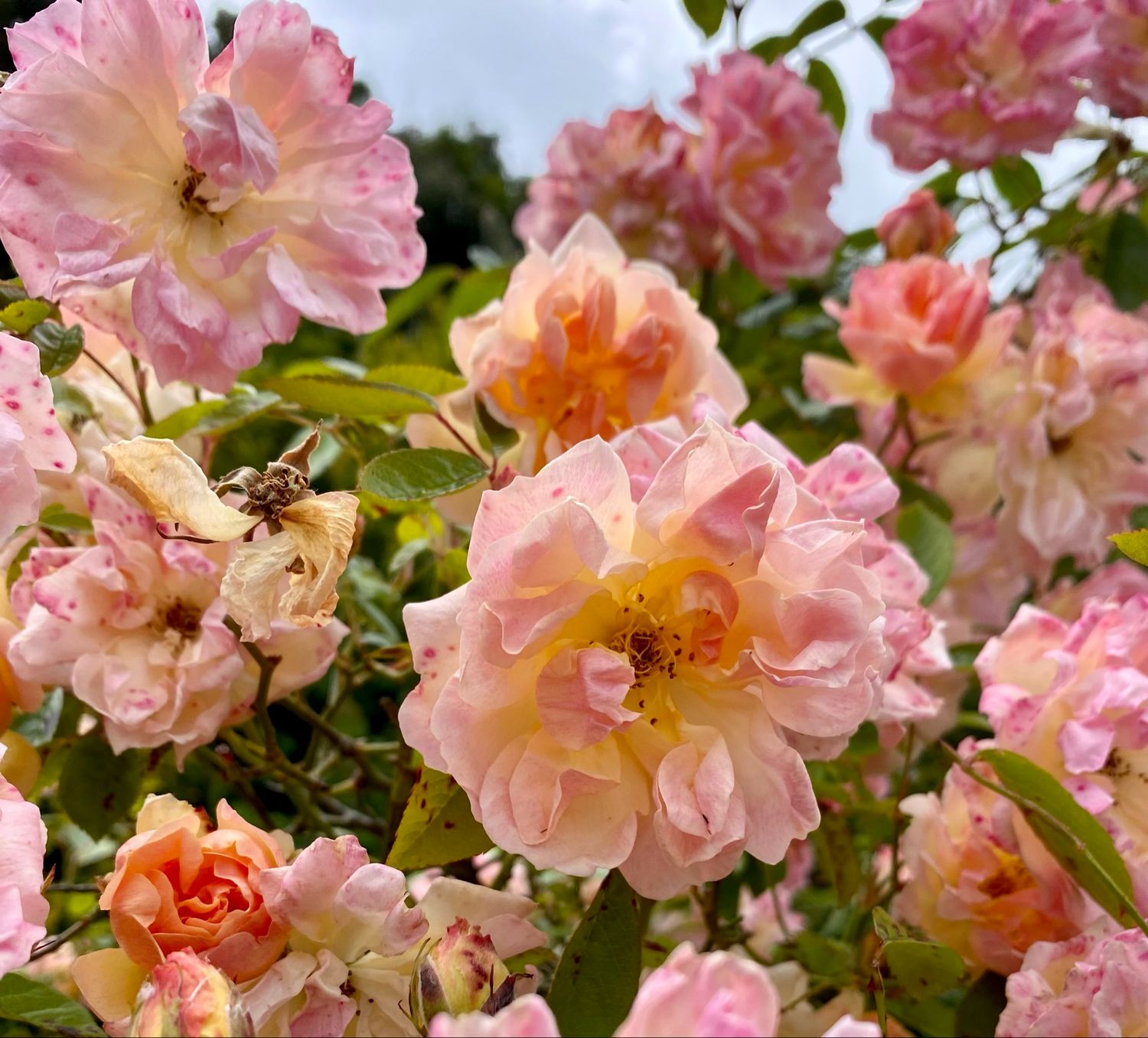 Rose ‘Phyllis Bide’