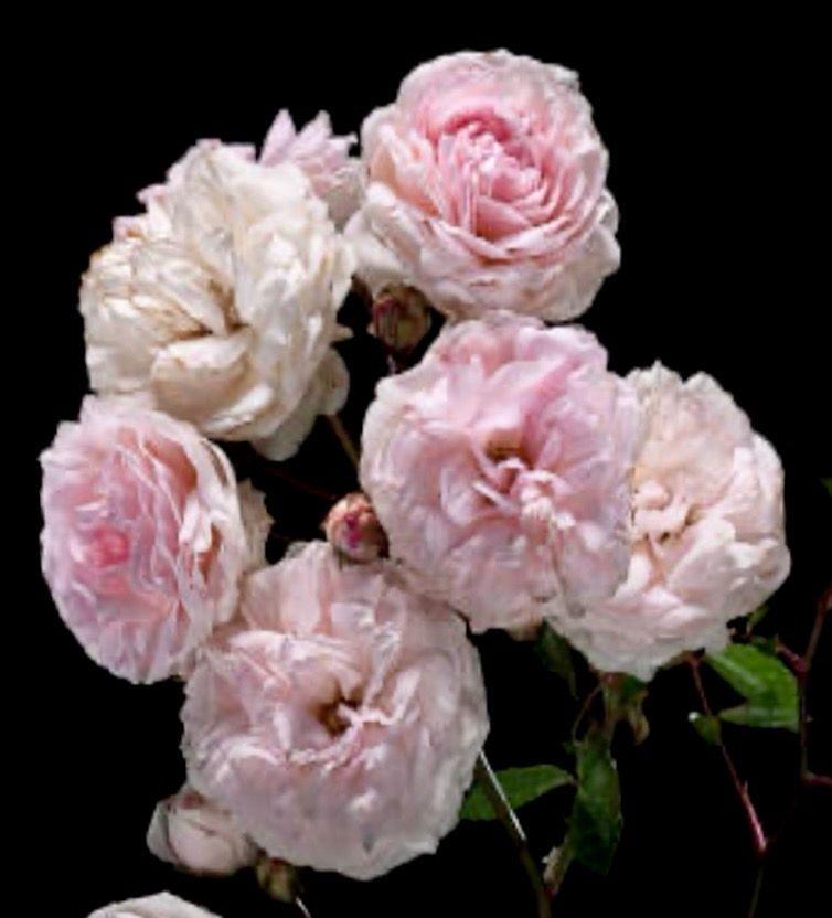 Rose ‘Félicité et Perpetué’
