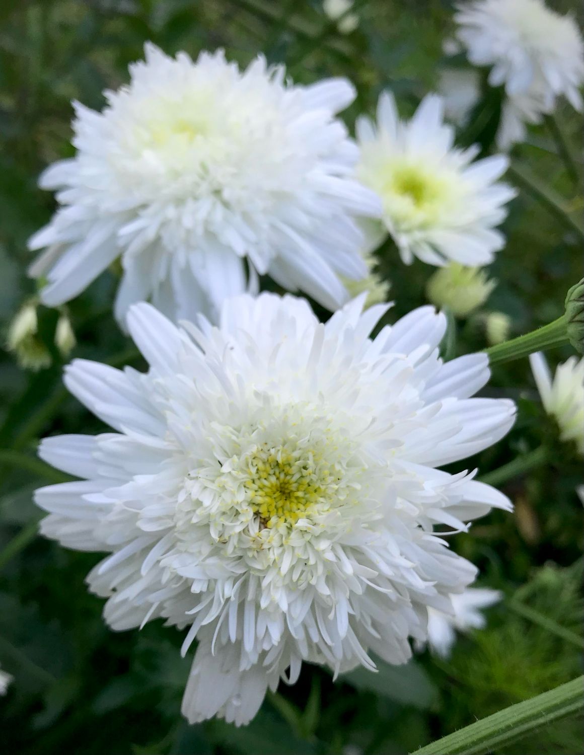 Leucanthemum X superbum ‘Wirral’