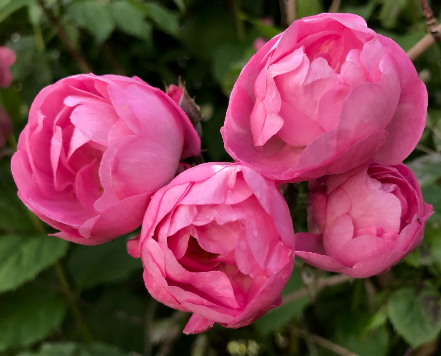 Rose ‘Raubritter’