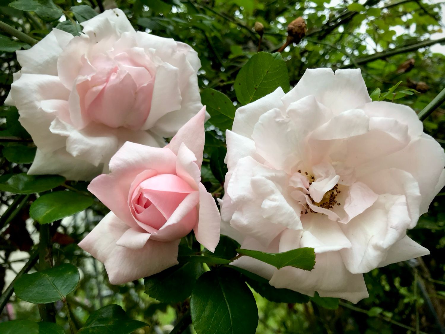 Rose ‘New Dawn’