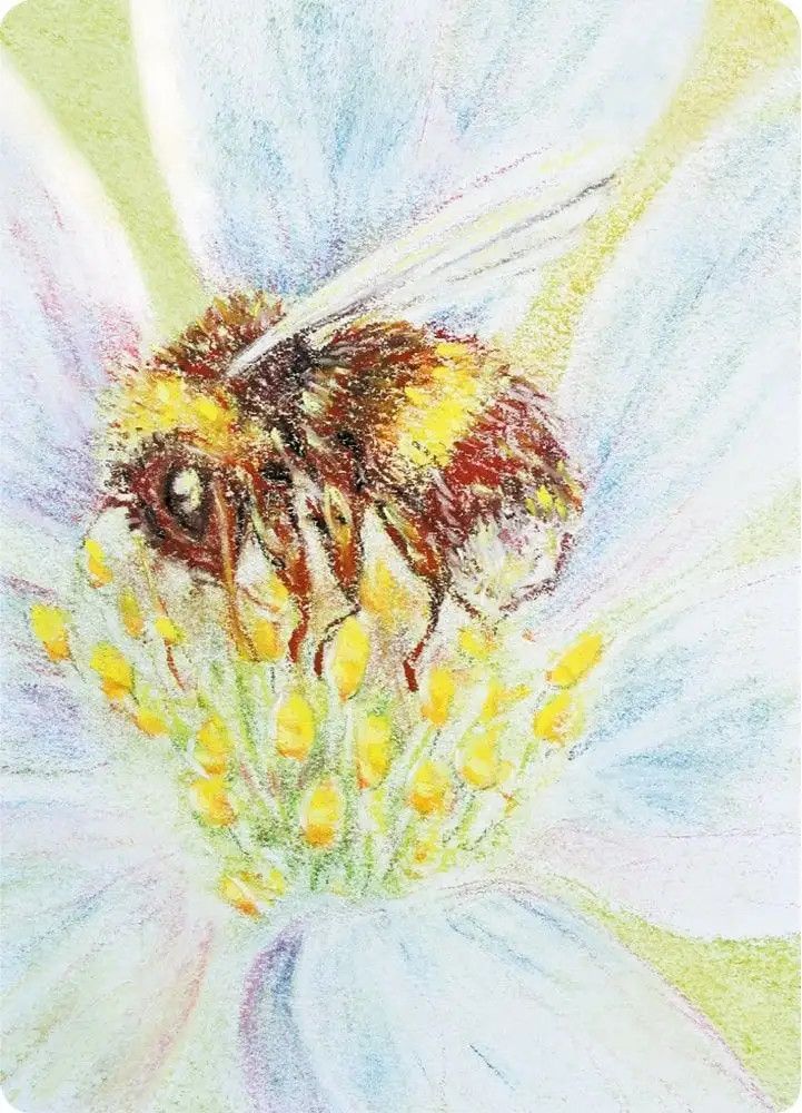 Postcard Kapitein Kalk Bees and Fields