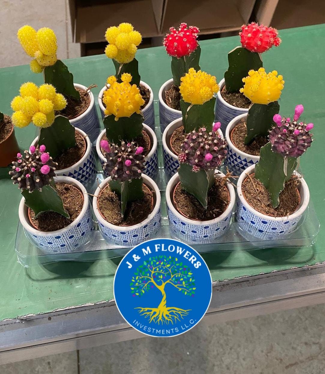 CACTUS+POT CERAMIC 2 INCH