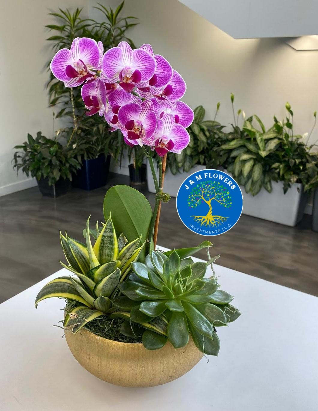 DISH GARDEN ORQUIS 6 INCH