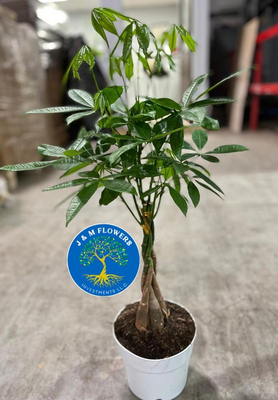 MONEY TREE PLANT 10 INCHES