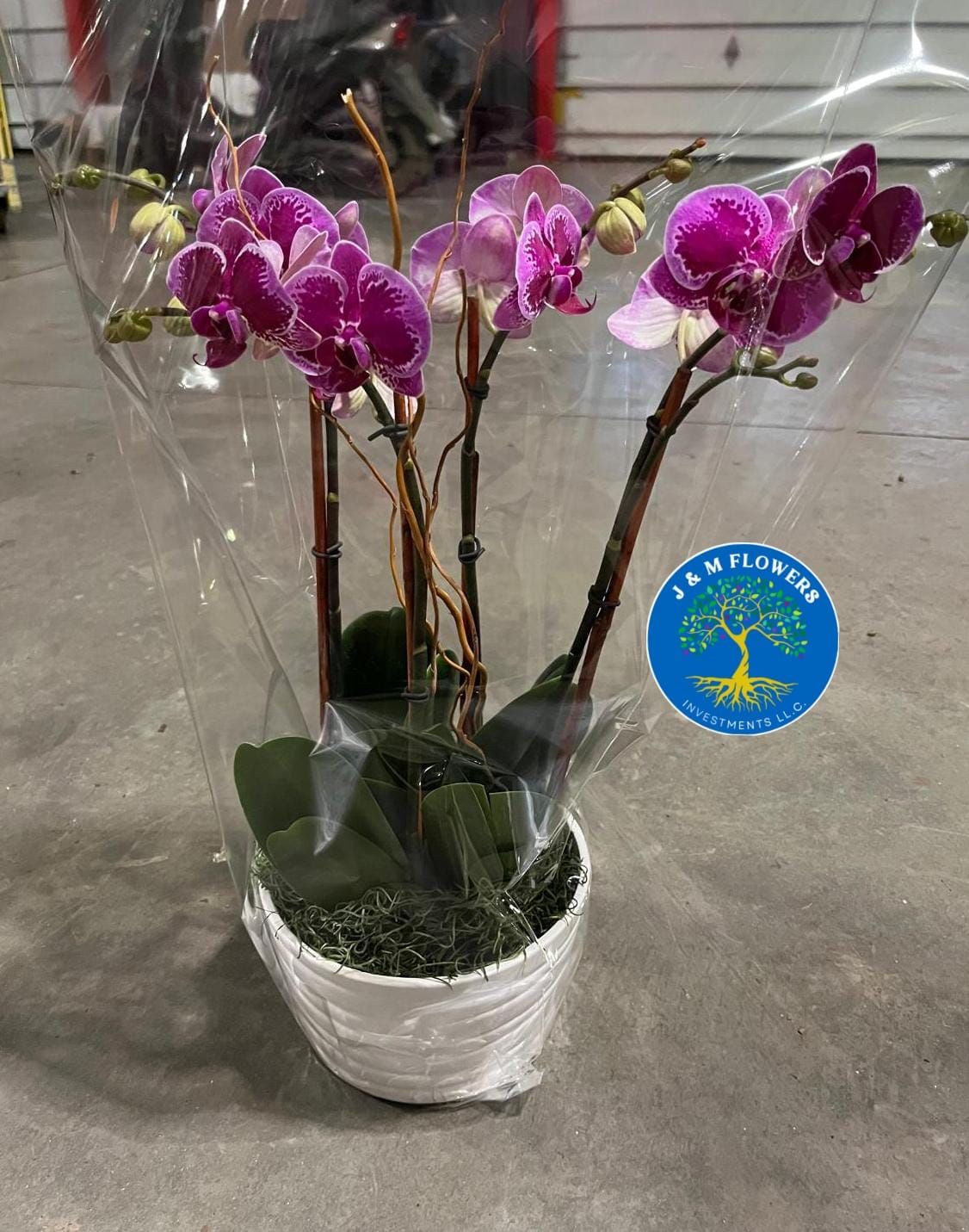 ORQUIS DISH GARDEN 6 INCHES
