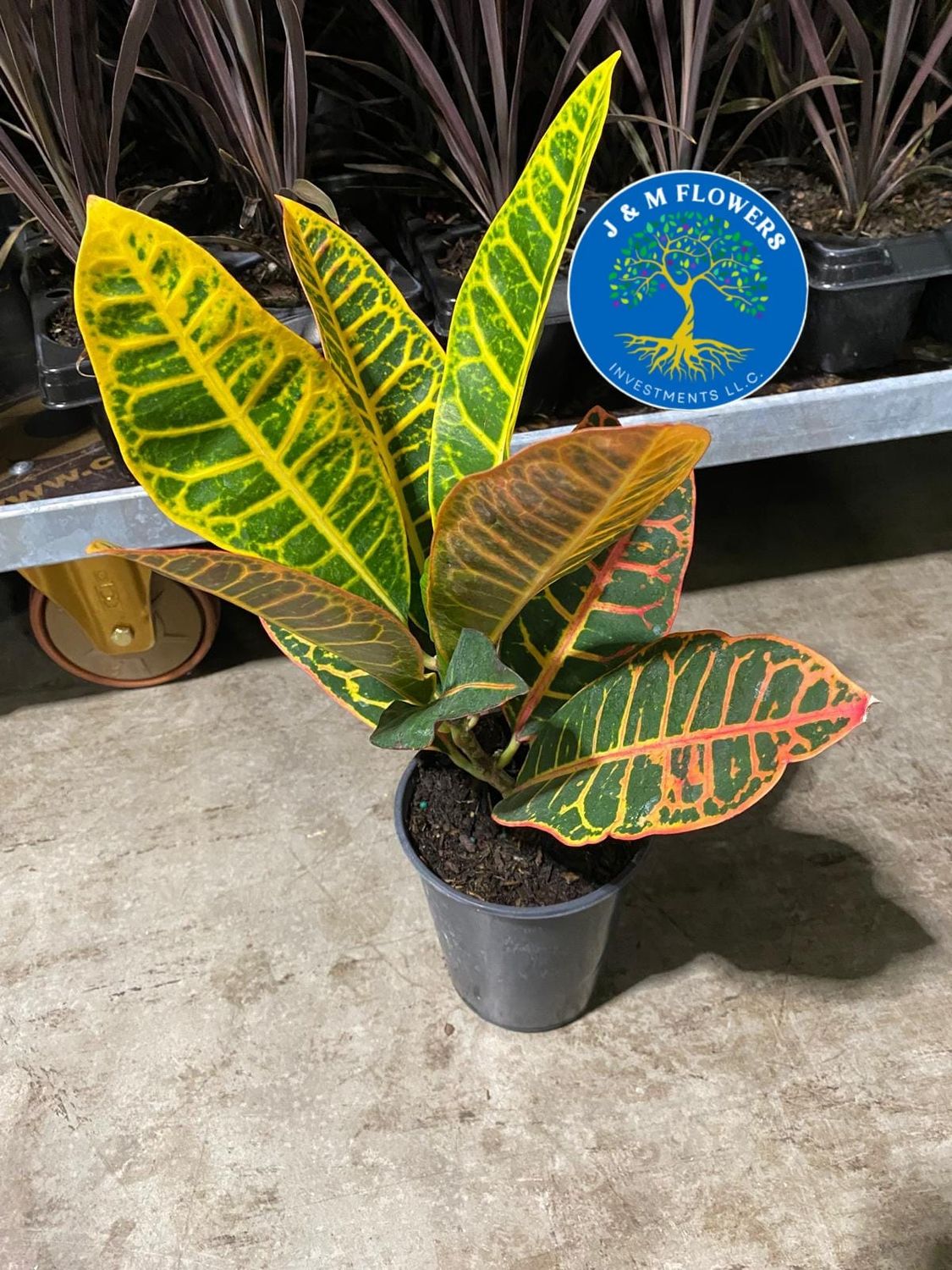 CROTON PLANTS 6 INCH