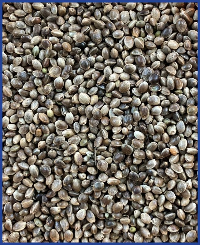 hofmann blue-line Hanfsaat 1,5 kg