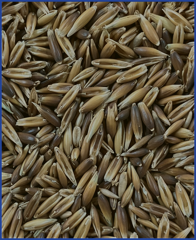 HDB Regio Schwarzhafer 25 kg