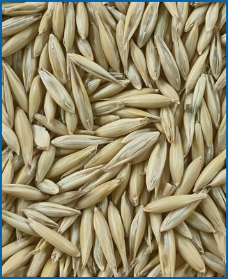 HDB Regio Gelbhafer 25 kg HDB Regio Gelbhafer 25 kg