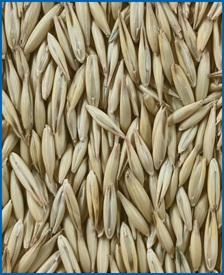 HDB Regio Strukturhafer Balance 25 kg HDB Regio Strukturhafer Balance 25 kg