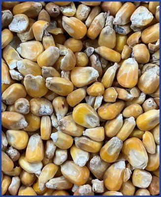 HDB Regio Mais ganz 7 kg