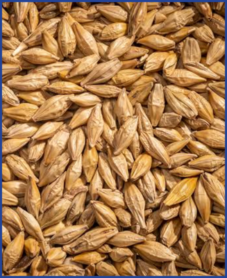 HDB Regio Gerste 25 kg