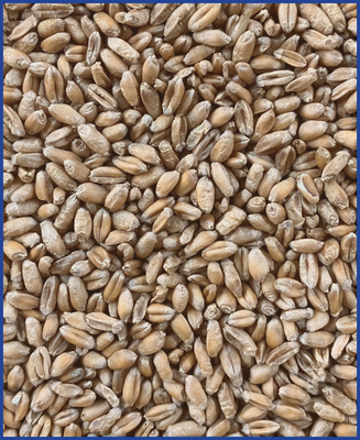HDB Regio Weizen 25 kg