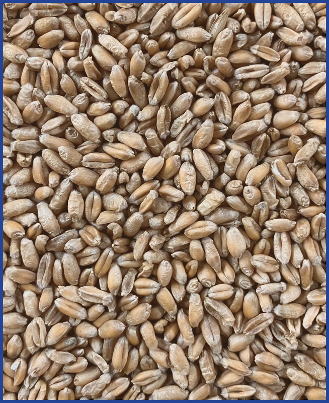HDB Regio Weizen 25 kg