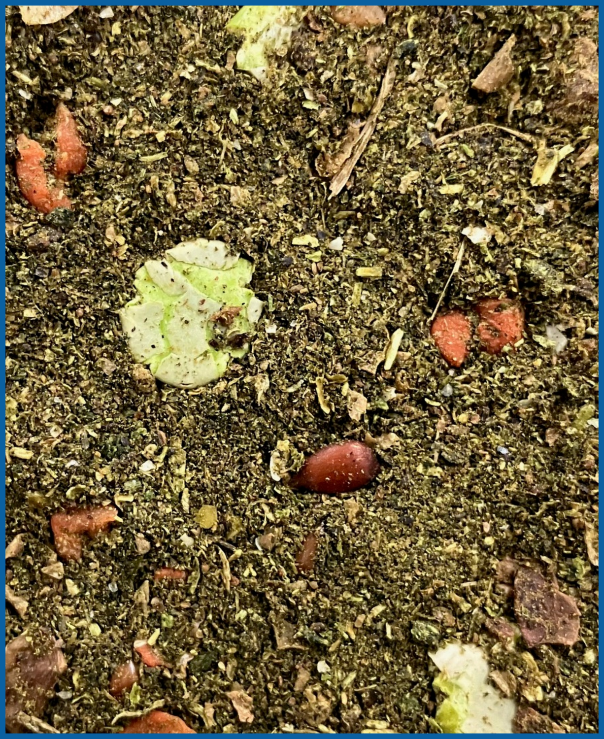 Quadriga imperia 1 kg