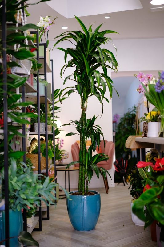 Dracena h170 + vaso azzurro cm 43