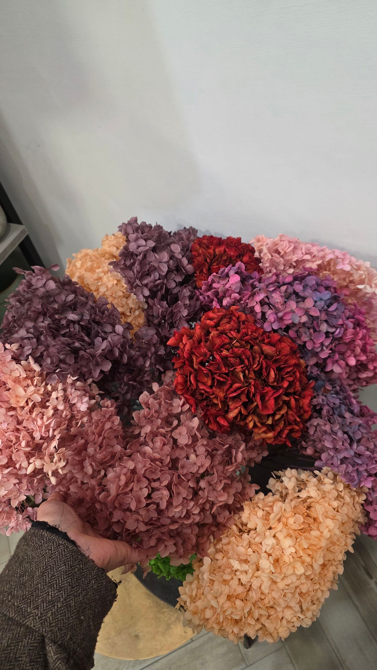 Ortensia Stabilizzata