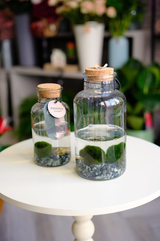 Marimo