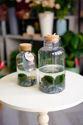 Marimo