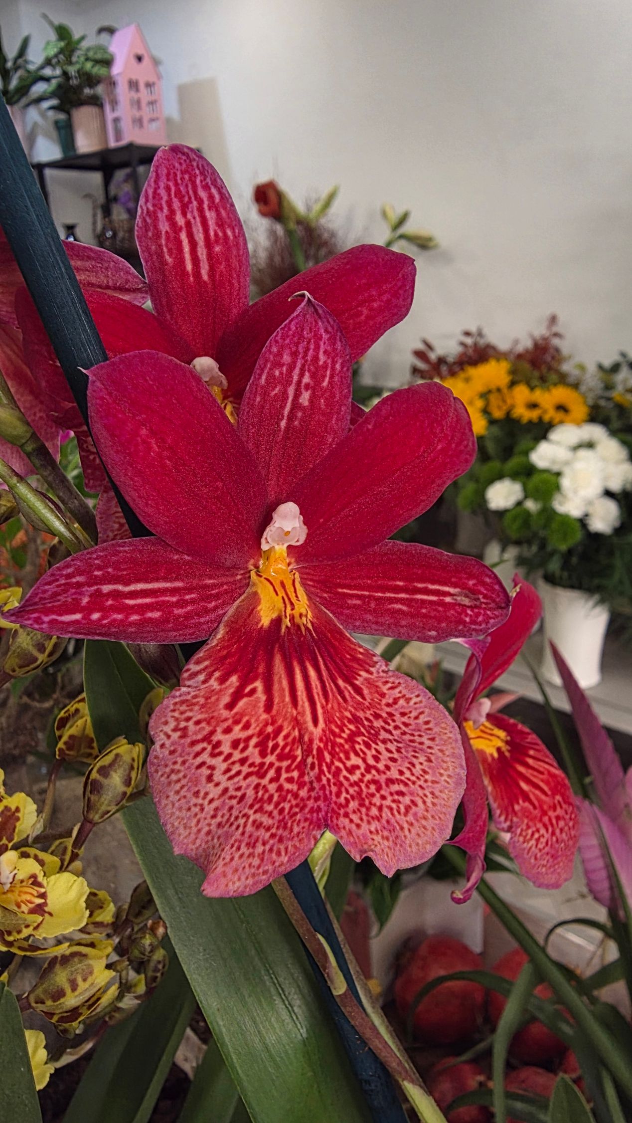 Orchidea Cambria