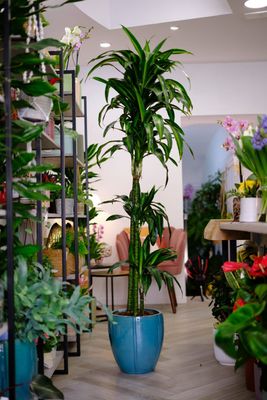 Dracena h170 + vaso azzurro cm 43