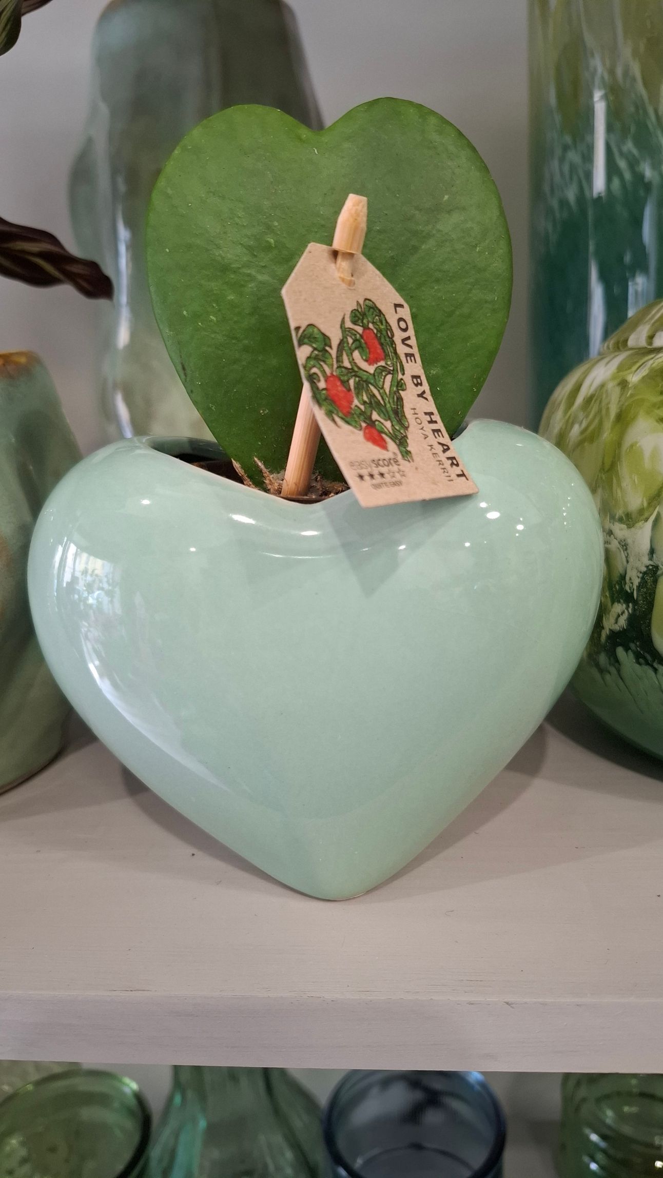 Vaso e Pianta a Cuore