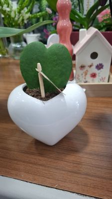 Vaso e Pianta a Cuore