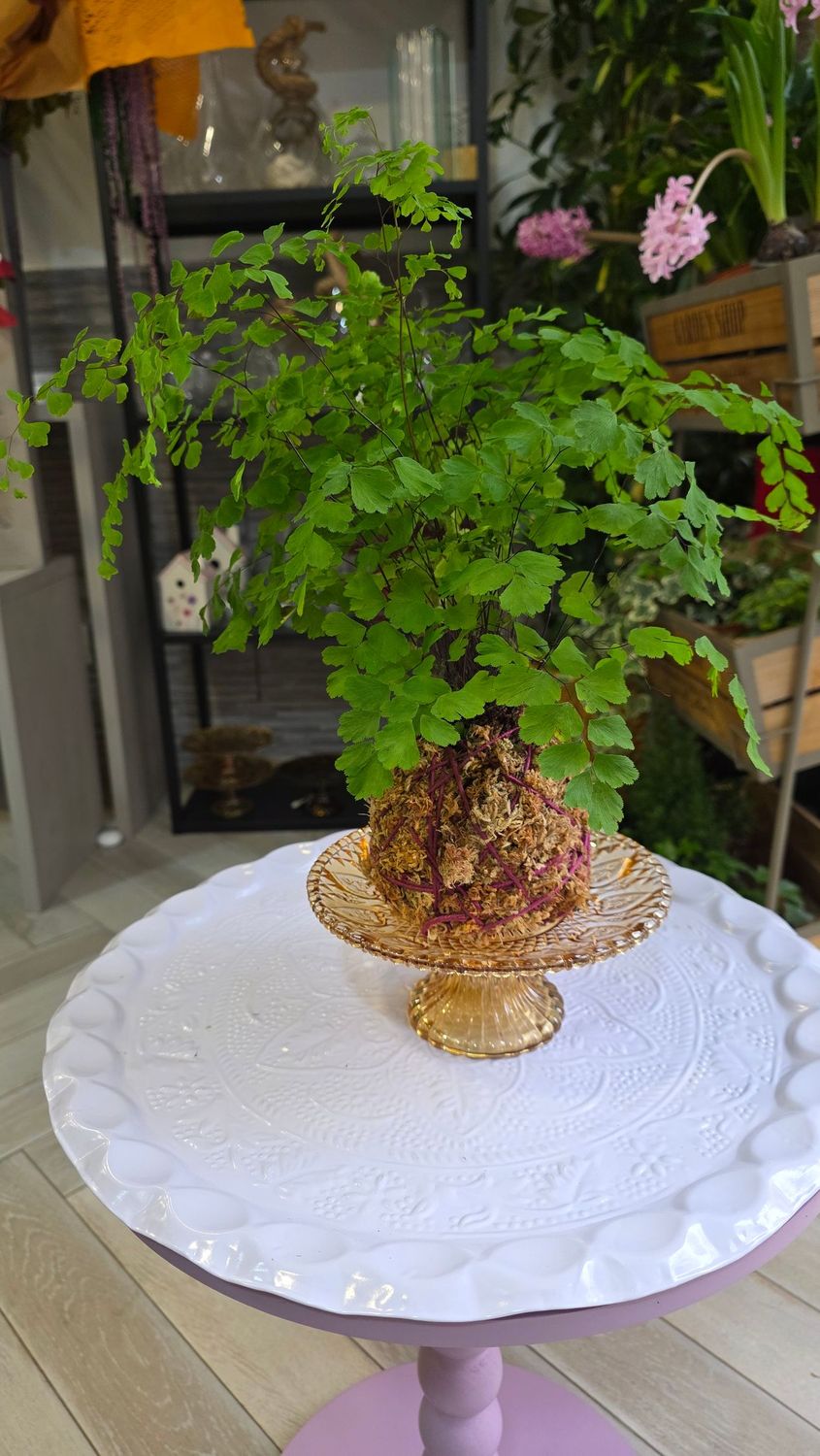 Kokedama Capelvenere