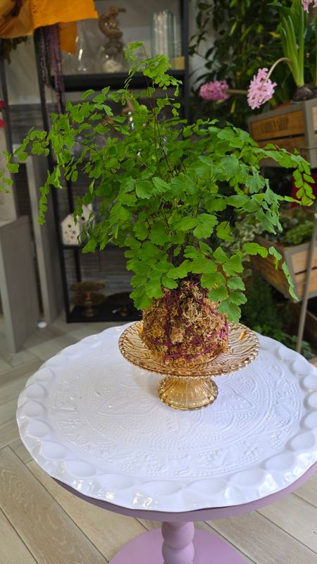 Kokedama Capelvenere