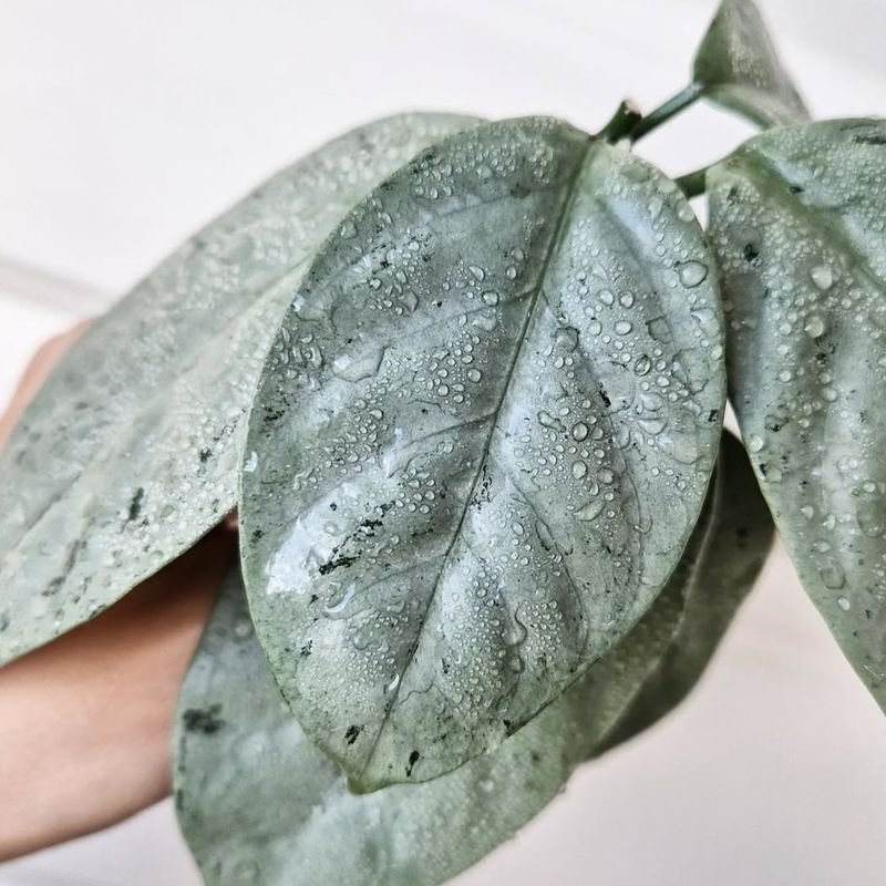 Hoya coriacea (silver) - 1 nod