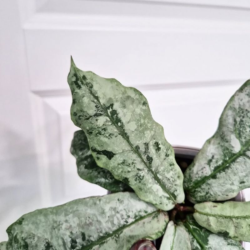 Hoya mitrata (silver) - 1 nod