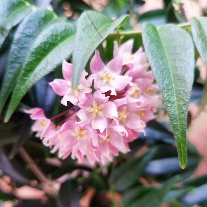 Hoya leucantha PNG - 4 noder