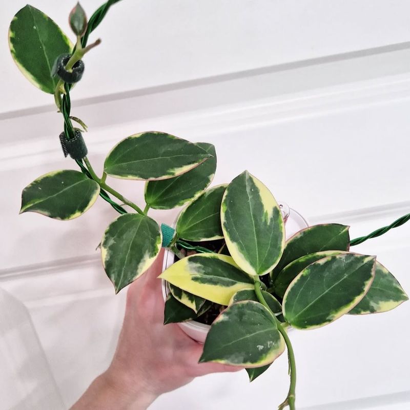 Hoya sp para (albomarginata) - 1 nod