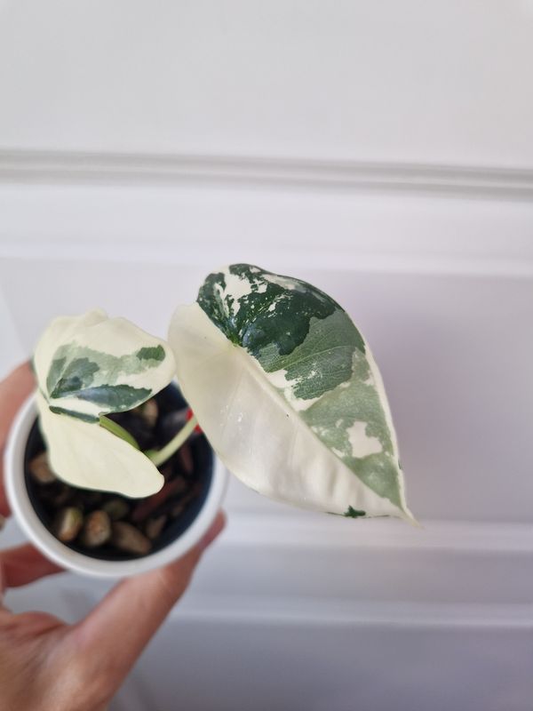 Alocasia micholitziana 'Frydek' - liten planta