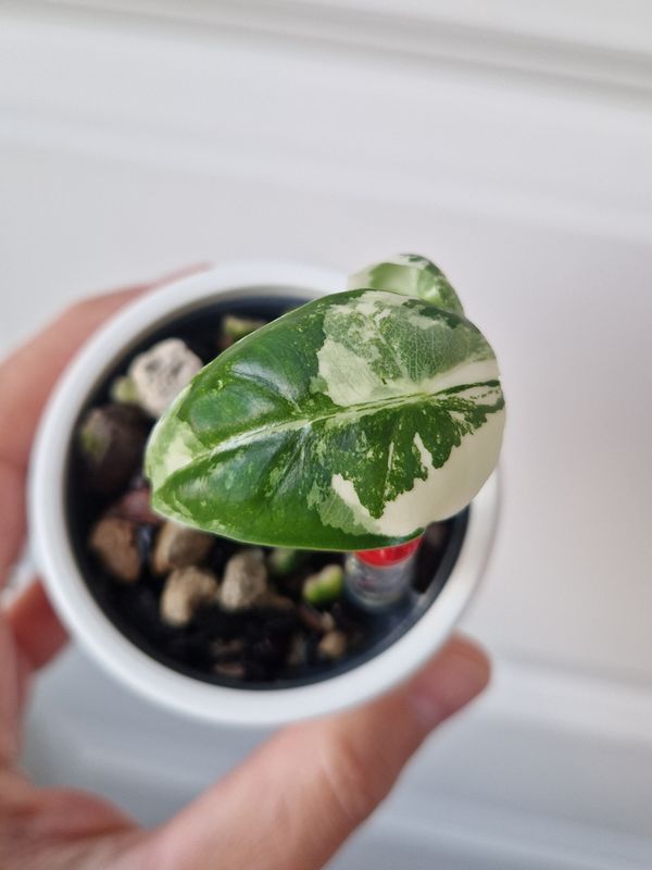 Alocasia micholitziana 'Frydek' - liten planta