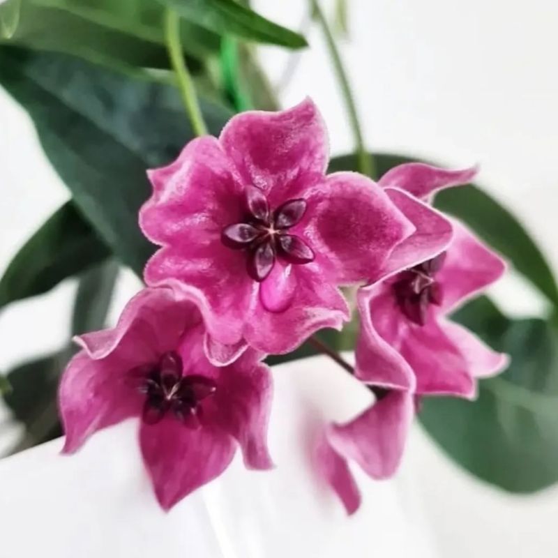 Hoya Dennisii - 1 nod