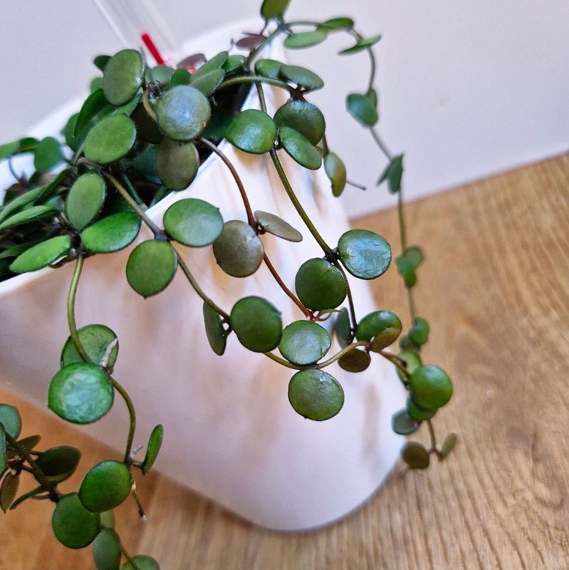 Hoya peltata - 1 nod