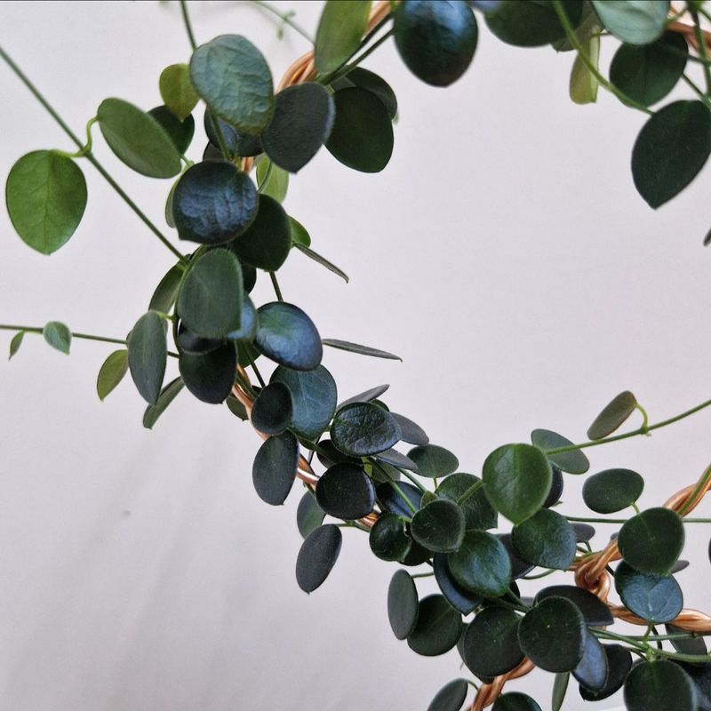 Hoya pulleana - 2 noder