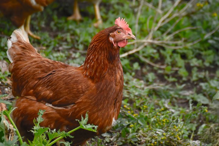 Poule pondeuse prête à l&#39;adoption avec 1Poule2Vie