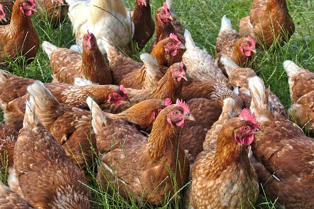 Poules pondeuses sauvées de l&#39;abattoir grâce à 1Poule2Vie
