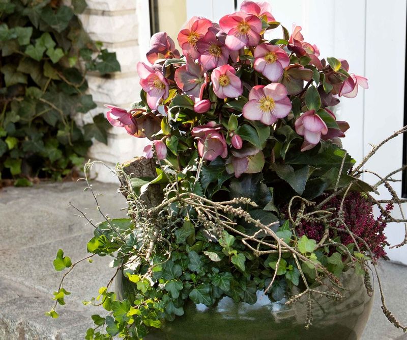 HGC® Ice N' Roses® Early Rose XXL