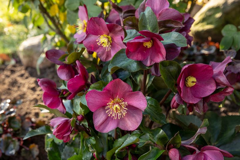 HGC® Ice N' Roses® Early Red XXL